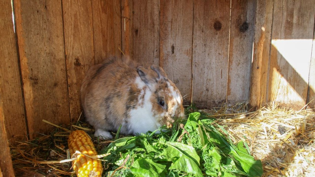 Hoftiere Hoftiere